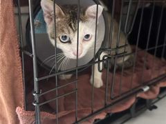 -宠颐生猫科·内科皮肤科(西平世纪城店)