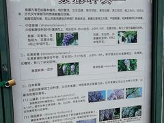 -嘉定紫藤园