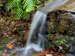 -黄埔油麻山森林公园