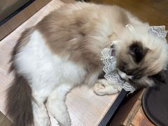 -藏猫猫咖啡主题馆(中央大道店)