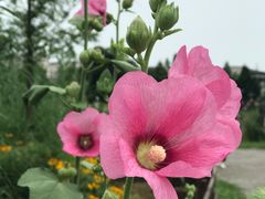 -田园东方蜜桃村的田野营地