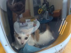 -申普宠物医院·心脏介入·心血管微创(总院)