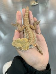 -Moni星球萌宠·小马宝莉·灵蛇·高端高阶全萌宠互动体验俱乐部(红豆国际广场店)
