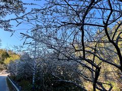 -鸡枕山