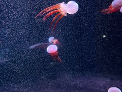-欢乐海岸海洋奇梦馆