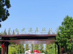 -黄海国家森林公园