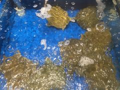 -姜君·千岛湖鱼头馆(浦东大道店)
