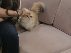 -喵百万·布偶·蓝金金渐层英短·猫舍(百子湾店)