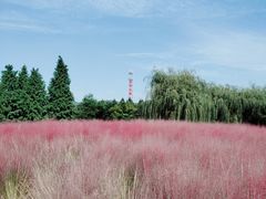 -羊亭河湿地公园