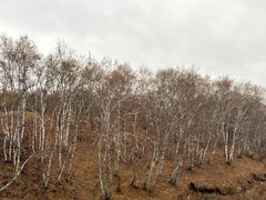 -塞罕坝国家级自然保护区