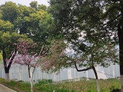 -西北湖绿化广场