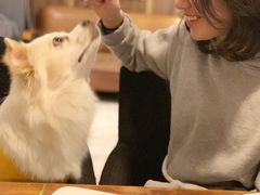 -百好乐宠物友好餐厅(朝外大街店)