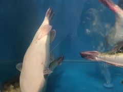 -天正河鲀·河豚亭(大连店)