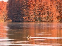 -上海海湾国家森林公园