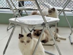 -怪兽屋·羊驼·猫咖·狗咖(俊华广场店)