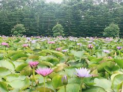 -迪茵湖田家舍生态农场