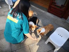 -柯斗斗主题餐厅·狗咖·围炉煮茶·茶饮(国瑞升平里店)