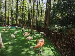 -上海野生动物园