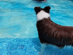 -汪说喵讲宠物乐园宠物酒店(红星美凯龙店)