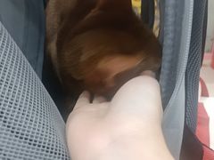 -全心全意连锁动物医院·微创中心·内科急重症·心脏专科(丰管路店)