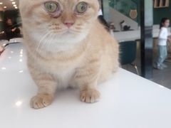 -飞行喵MR PILOT|猫舍·猫咖(静安大融城店)