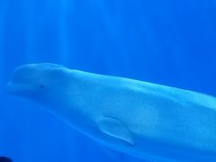 -多彩贵州城极地海洋世界