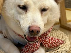 -柴迷FANS CLUB·柴犬狗咖·猫咖