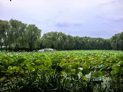 -东升八家郊野公园
