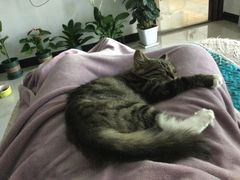 -伟伟宠物医院·CT影像中心·瑞派犬猫综合性门诊(汉口总院)
