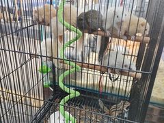 -青石桥花鸟鱼虫市场(叠翠城店)