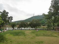 -梧桐庄园