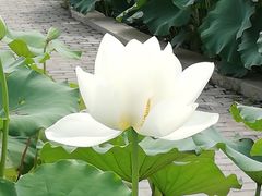 -白洋淀景区