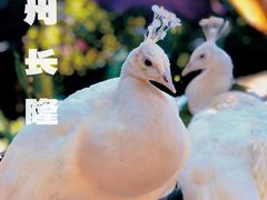 -广州长隆野生动物世界
