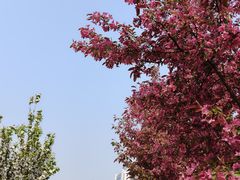 -莲花池公园
