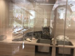 -飞行喵MR PILOT|猫舍·猫咖(静安大融城店)