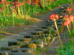 -黄海国家森林公园