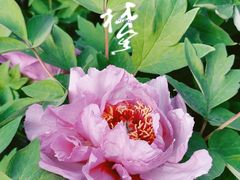 -迎泽公园