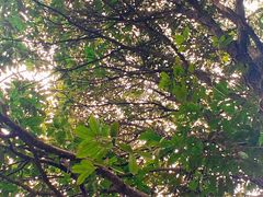 -杭州半山国家森林公园