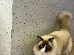 -有猫主题·治愈系猫咖(曾厝垵店)