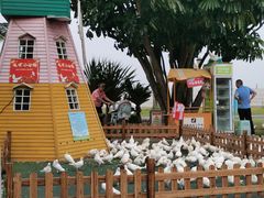 -野狸岛