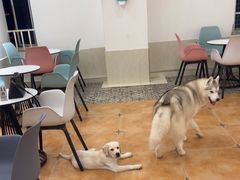 -Let's go狗咖·猫咖·奶狗·桌游(春熙路IFS店)