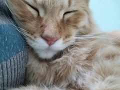 -中农国际动物医院24小时·猫科·骨科·急重症中心