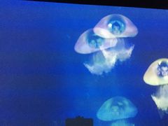 -海洋公园海洋列车－海滨站