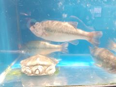 -盒马鲜生(皇庭广场店)