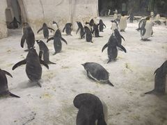 -大连圣亚海洋世界