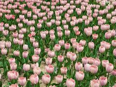 -朝阳公园游乐园