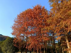 -宝界山林公园