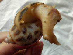 花螺-吉品莞家·鲍鱼鸡煲(东莞店)