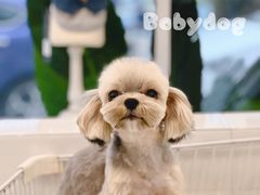 -BABYDOG宝贝狗宠物乐园(欧洲城店)