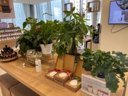 -dōTERRA多特瑞精油生活馆